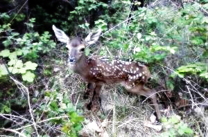 entorn_Cabanya-Boscana