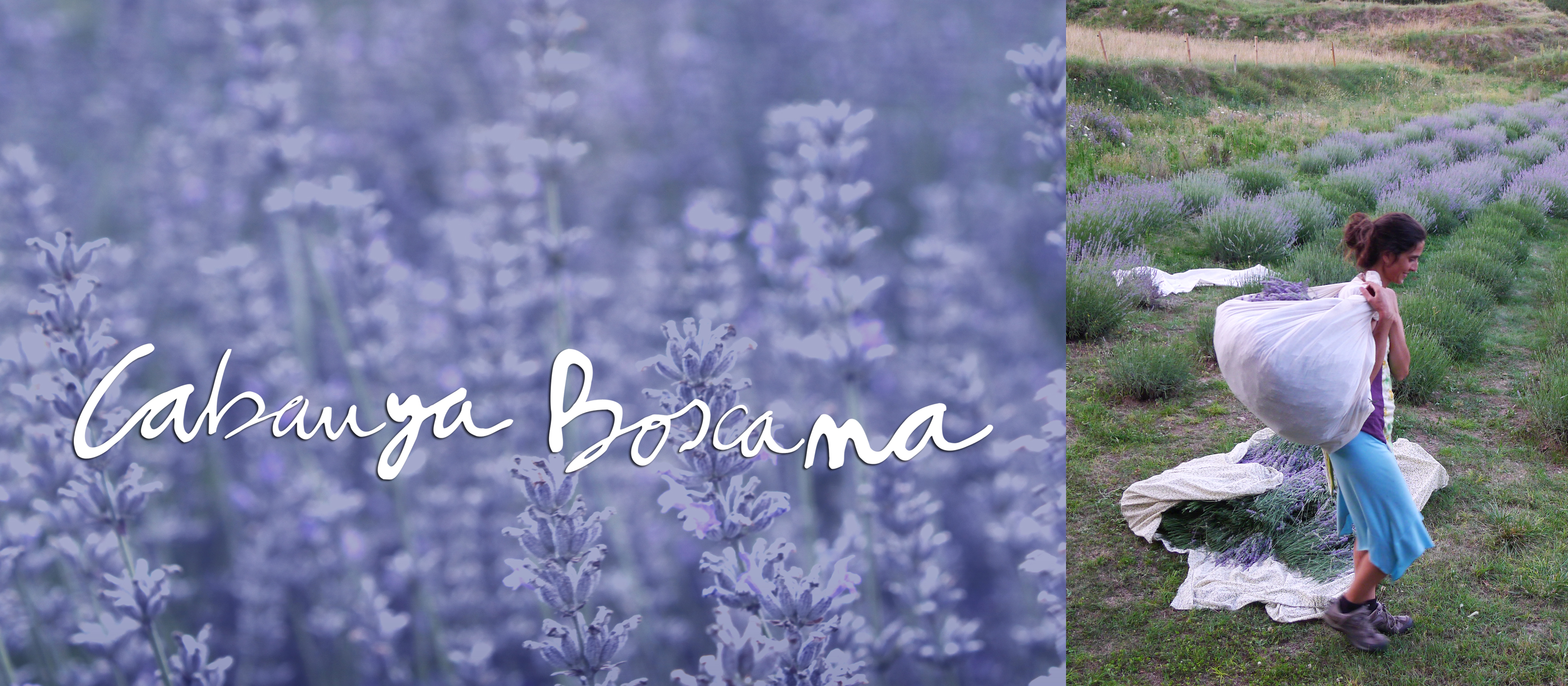 jardi-medicinal-lavanda_Cabanya-Boscana