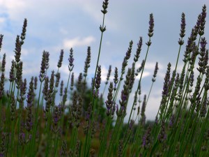 lavanda_Cabanya-Boscana